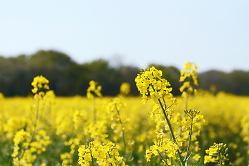 Image showing Yellow oilseed rape flower against a farm field