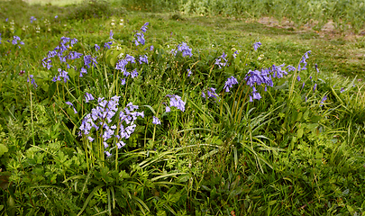 Image showing Patch of common bluebells growing in springtime