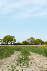 Image showing Tractor tyre tracks lead through a field of yellow rapeseed 