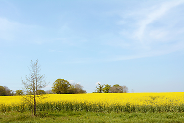 Image showing English farm field full of bright yellow rapeseed 