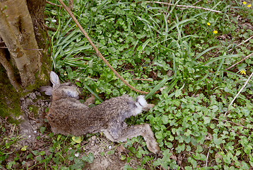 Image showing Dead wild rabbit lying at the foot of a tree