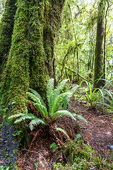 Image showing a typical fern in New Zealand