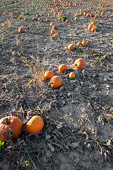 Image showing typical field of pumpkin