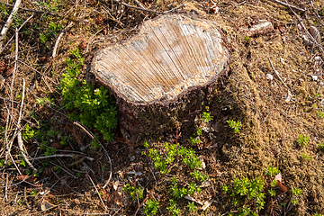 Image showing cleared forest outdoor scenery south Germany