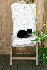 Image showing schwarze Katze   black cat 