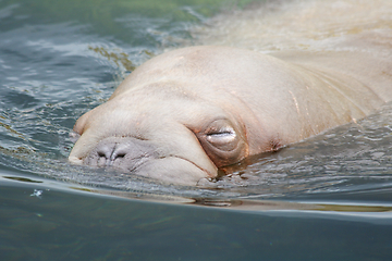 Image showing Walross  walrus  (Odobenus rosmarus) 