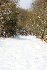 Image showing Winterwald  Winter forest