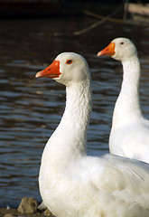 Image showing Geese Couple