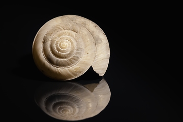 Image showing Empty shell on dark background closeup photo