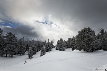 Image showing Foggy forest with white snow covered slopes