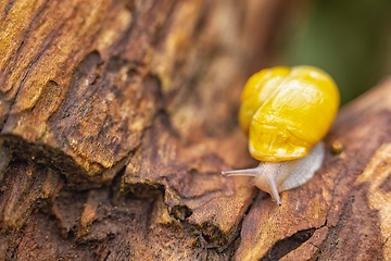 Image showing Snail on tree branch closeup photo