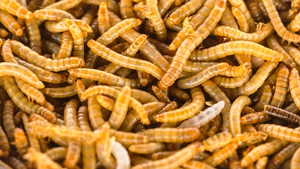 Image showing Many earthworms crawling together closeup photo