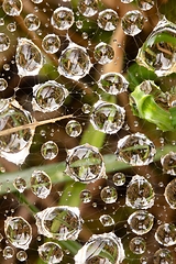 Image showing Spider web in morning dew