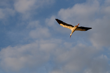 Image showing Flying white stork