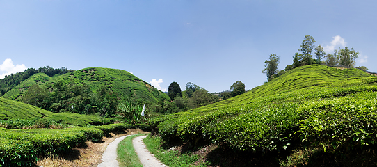 Image showing Cameron Highlands