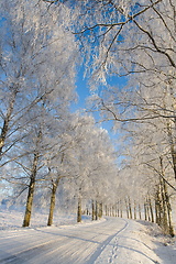 Image showing Frost covered birch tree