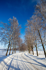 Image showing Frost covered birch tree allay in winter