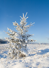 Image showing Frost covered christmas tree