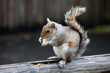 Image showing The grey squirrel in one of London parks