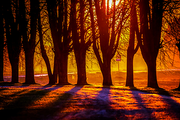 Image showing Red orange light on sunset sky over the trees. 