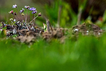 Image showing Blue anemones on the green grass.  