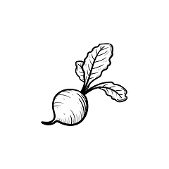 Image showing Beet hand drawn sketch icon.