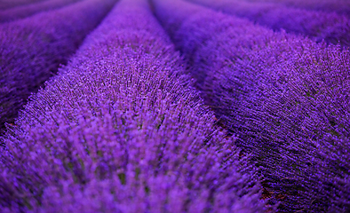 Image showing lavender field france