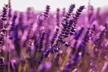 Image showing Close up Bushes of lavender purple aromatic flowers