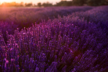 Image showing colorful sunset at lavender field