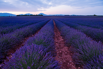 Image showing lavender field france