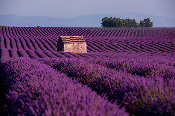 Image showing stone house at lavender field