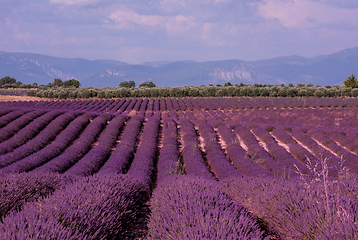 Image showing lavender field france