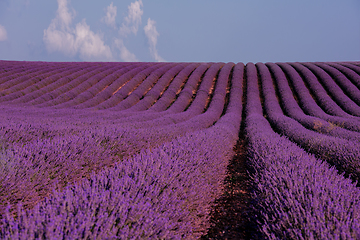 Image showing lavender field france