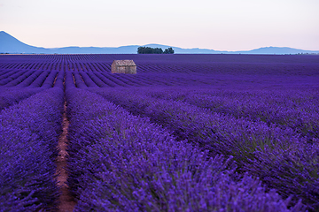 Image showing stone house at lavender field