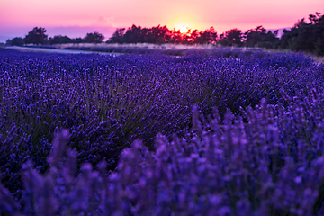 Image showing colorful sunset at lavender field