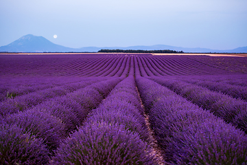 Image showing the moon above lavender field france