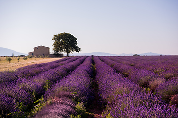 Image showing old brick house and lonely tree at lavender field