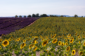 Image showing lavender and sunflower field