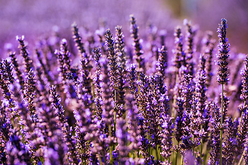 Image showing Close up Bushes of lavender purple aromatic flowers