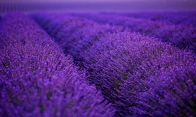 Image showing lavender field france