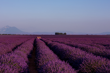 Image showing stone house at lavender field