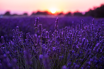 Image showing colorful sunset at lavender field