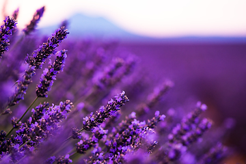 Image showing Close up Bushes of lavender purple aromatic flowers