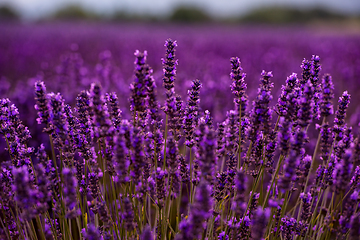 Image showing Close up Bushes of lavender purple aromatic flowers