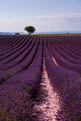 Image showing lonely tree at lavender field