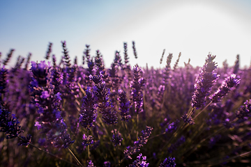 Image showing Close up Bushes of lavender purple aromatic flowers