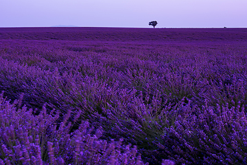 Image showing colorful sunset at lavender field