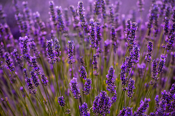 Image showing Close up Bushes of lavender purple aromatic flowers