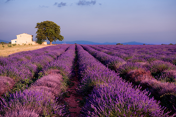 Image showing old brick house and lonely tree at lavender field