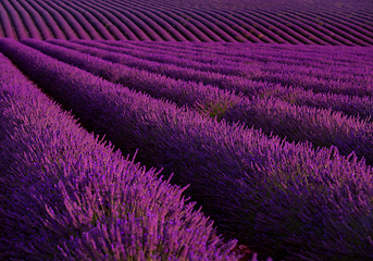 Image showing lavender field france